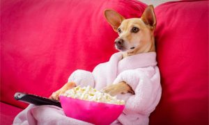 Dog-in-a-pink-robe-with-a-TV-remote-eating-popcorn-1024x614.jpg