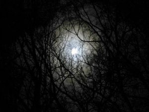 darkness-forest-night-image-31000